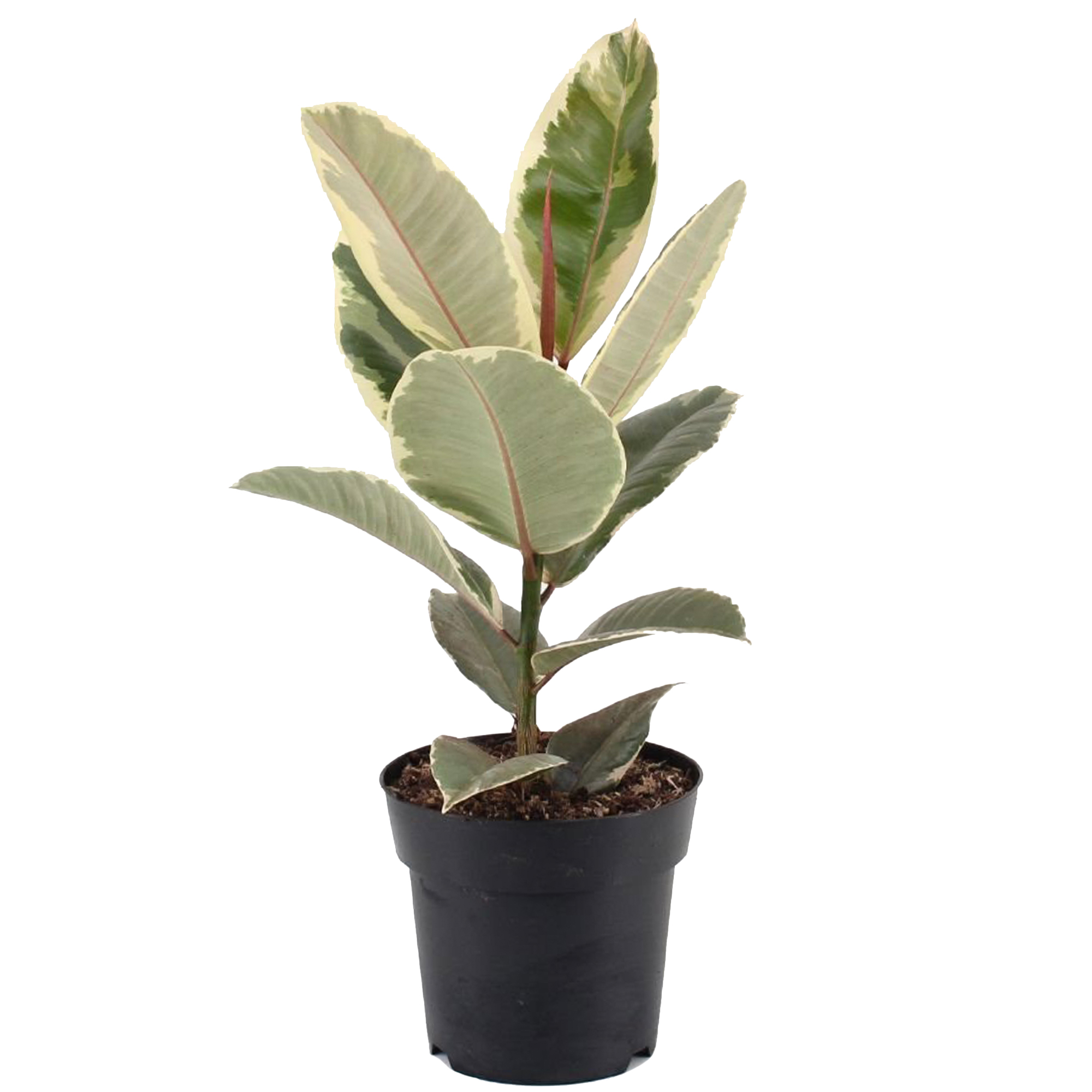 3040cm Potted Ficus Tineke Premium Indoor Rubber Plant Gift for Sale
